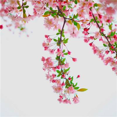 道士出观茅山手游下载